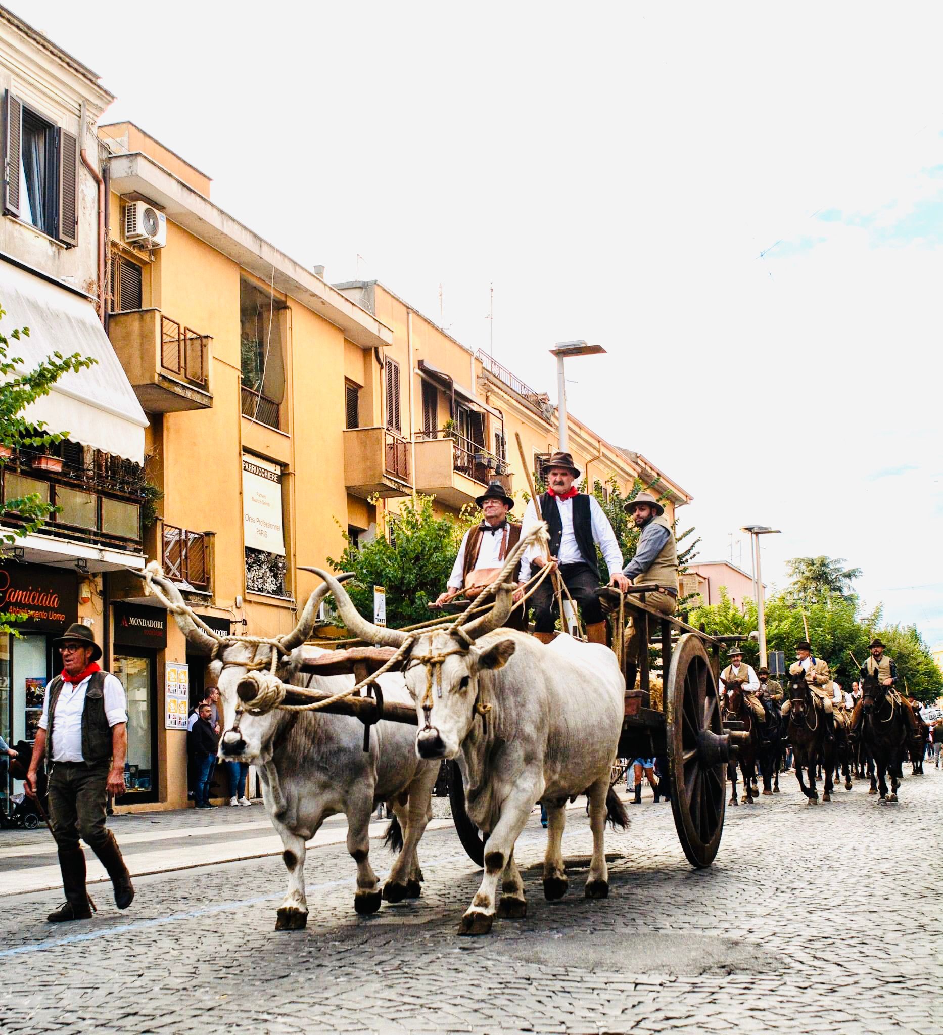 Cisterna west show - butteri con barozza trainata da vacche maremmane