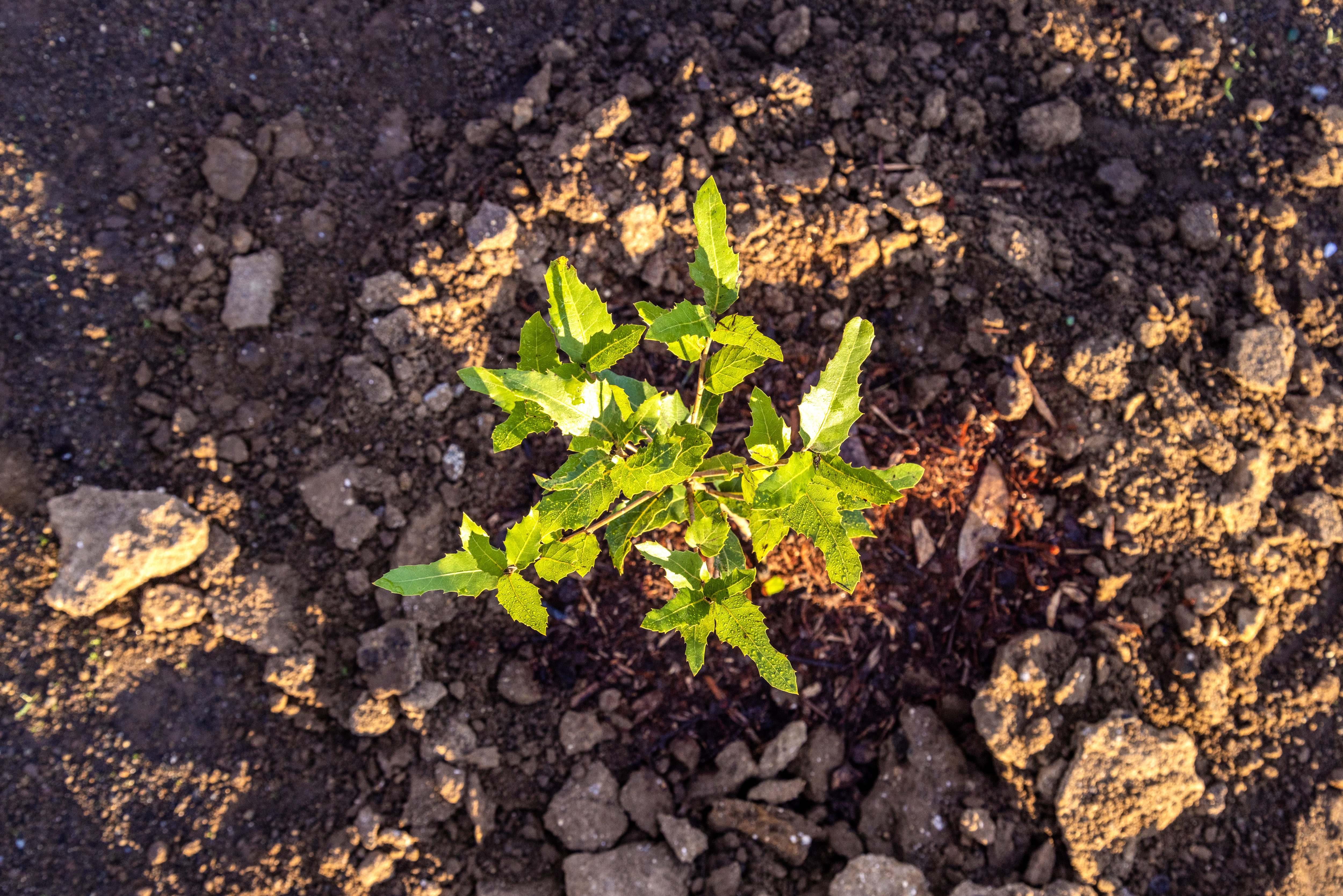 Leccio - progetto forestazione AzzeroCO2